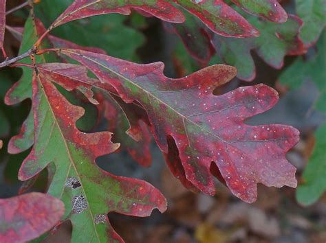 Download free photo of Red oak,fall color,red,fall,autumn - from ...