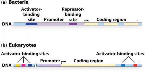 Solved RNA polymerase is ussually primed to go at | Chegg.com