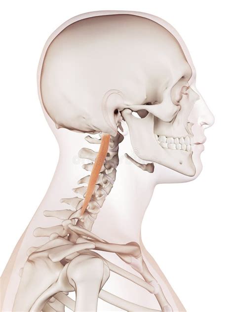 The longissimus capitis stock illustration. Illustration of anatomy - 57548262