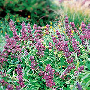 hummingbird sage | UC Davis Arboretum and Public Garden