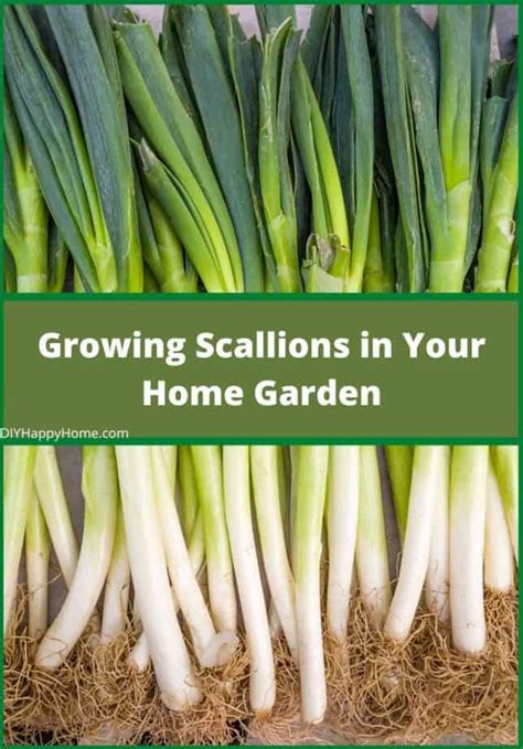 Growing Scallions in Your Home Garden | Happy DIY Home