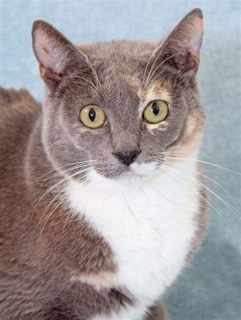 Bitty kitty is Pet of The Week at Your Rancho Coastal Humane Society ...