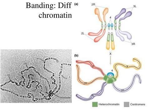 PPT - Banding: Different extents of chromatin condensation PowerPoint Presentation - ID:584343