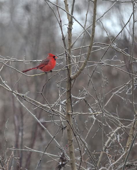 «Male Cardinal Bird In The Winter» del colaborador de Stocksy «Brandon Alms» - Stocksy