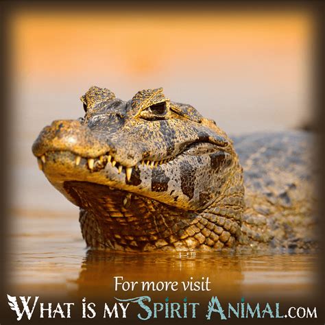 What Do Crocodile Dreams Mean? - What Is My Spirit Animal | Spirit, Totem, & Power Animals