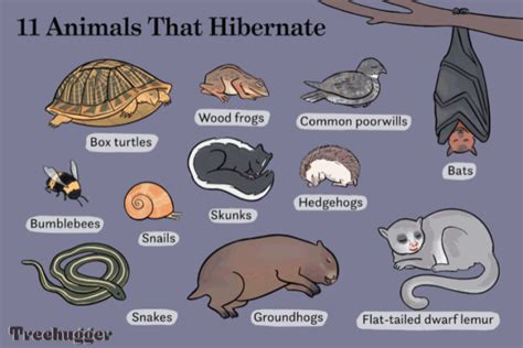 Hibernation vs. Torpor – Greenwood Wildlife Rehabilitation Center