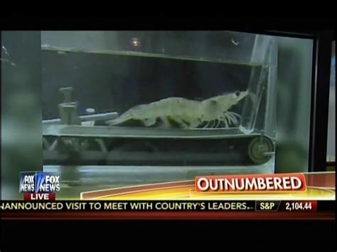 Fox Still Obsessed With National Science Foundation's Treadmill Shrimp Experiment | Media ...