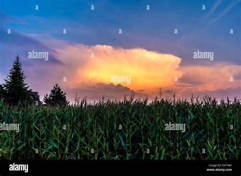 Corn field in sunset Stock Photo - Alamy