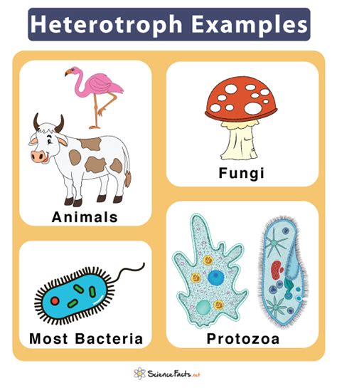 Heterotrophic Plants With Their Names