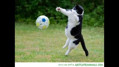 cats playing football-kitten plays football-funny cats and cute kitten - YouTube