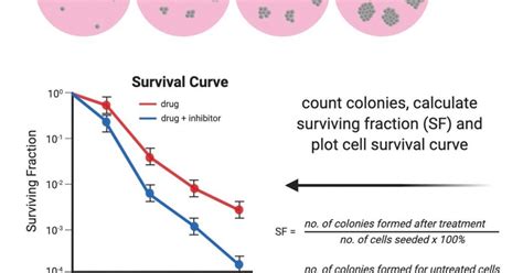 CytoSMART | Clonogenic assay: what, why and how