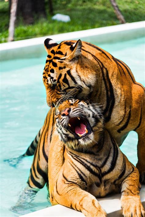 Tigers in mating stock photo. Image of foliage, mammal - 31580068