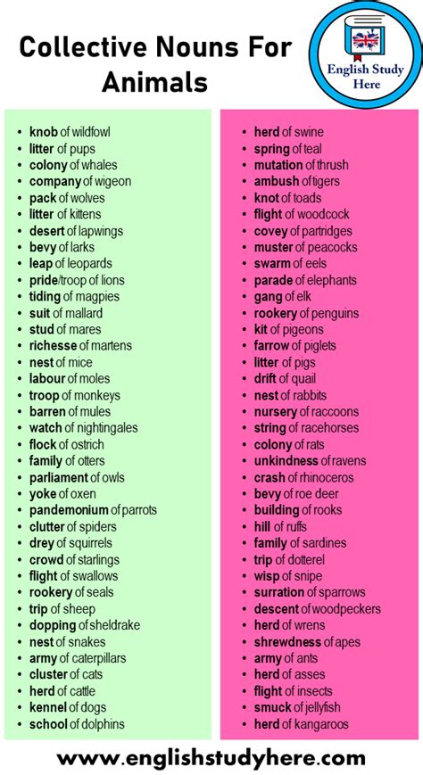 +72 Collective Nouns Words For Animals - English Study Here