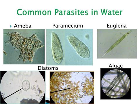 PPT - Common Parasites in Water PowerPoint Presentation, free download - ID:2369300