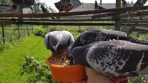 My breeding pigeons. - YouTube