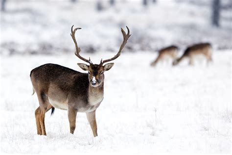 Reindeer in the snow Stock Photo free download