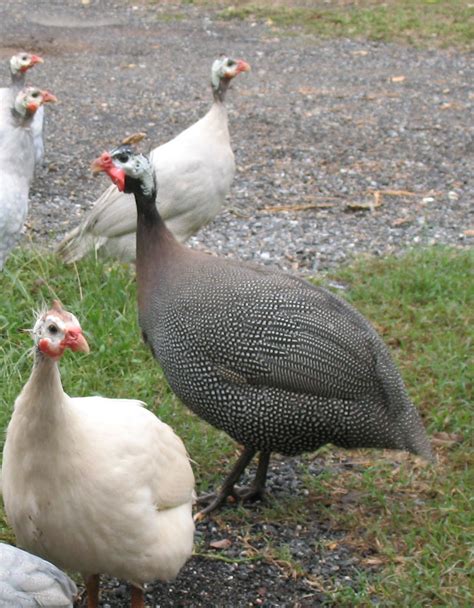 Razzberry Corner: To Catch a Wild Guinea Fowl