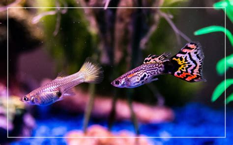 Starting a Guppy Fish Tank - Tips & Tricks