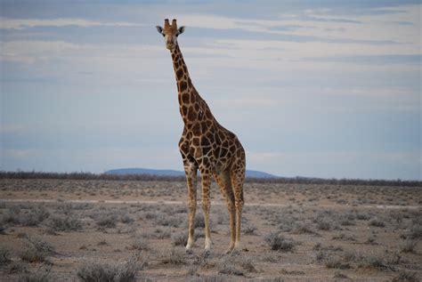 Free Images : prairie, adventure, wildlife, mammal, fauna, savanna, plain, giraffe, grassland ...