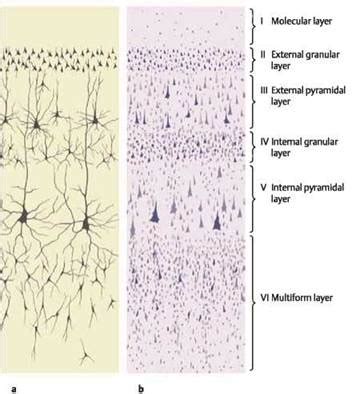 Telencephalon (Cerebrum) - Atlas of Anatomy. Head and Neuroanatomy. Michael Schuenke