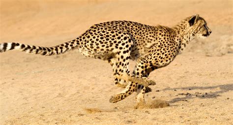 Cheetah Running Speed