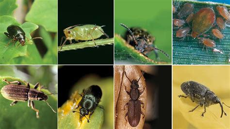 Resistant crop pests: which are a problem? - Farmers Weekly