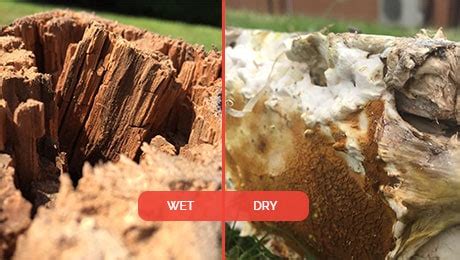 How To Identify Dry Rot | Dry Rot Treatment | Timberwise