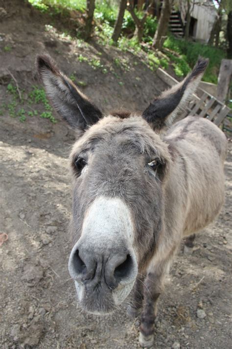 Burro,animals,curious,nosy,donkey - free image from needpix.com