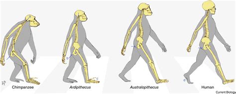 Economy and Endurance in Human Evolution: Current Biology