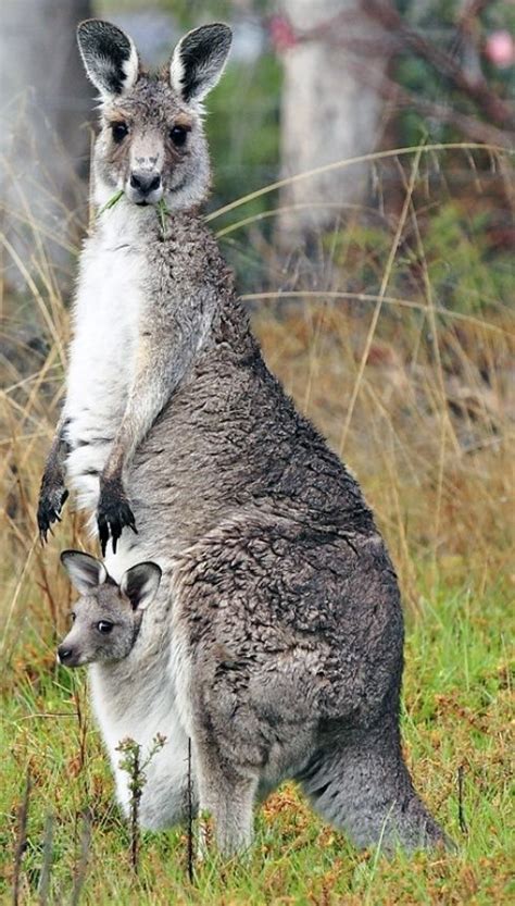 Marsupial gallery: A pouchful of cute | Australia animals, Baby animals, Kangaroo