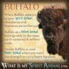 White Buffalo Symbolism & Meaning | White Buffalo Spirit, Totem & Power ...