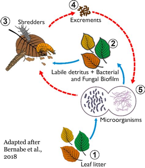 Exploring Biodiversity-Ecosystem Functioning Relationships of Leaf ...