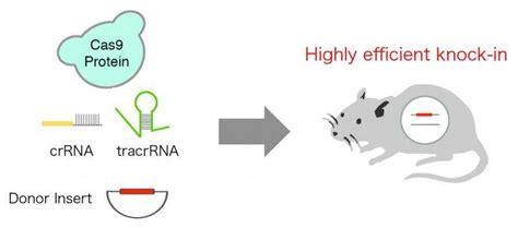 Highly efficient CRISPR knock-in in mouse