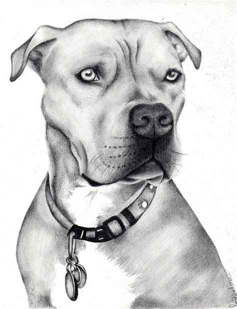 Pitbull | Pitbull drawing, Dog sketch, Dog drawing