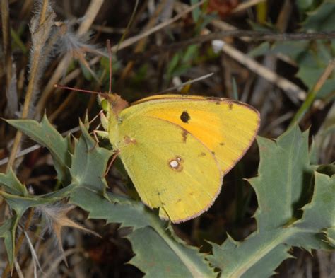 European Lepidoptera and their ecology: Colias croceus