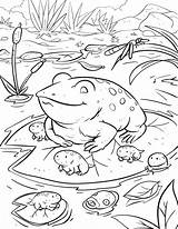 Tadpole Coloring Pages sketch template