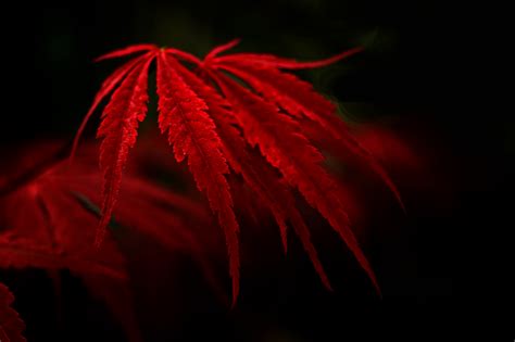 Download Fall Macro Nature Leaf HD Wallpaper