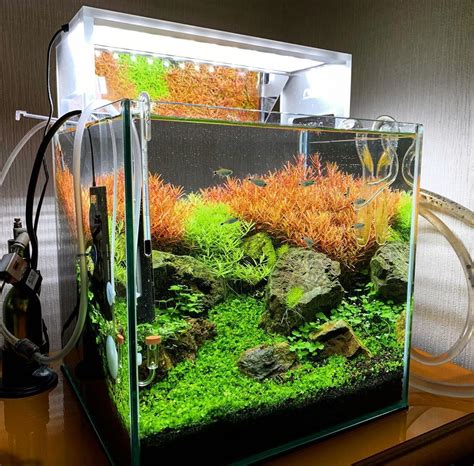 45 Nano Planted Tank Design Inspirations to Displayed at the Office, Rooms, and Living Room That ...