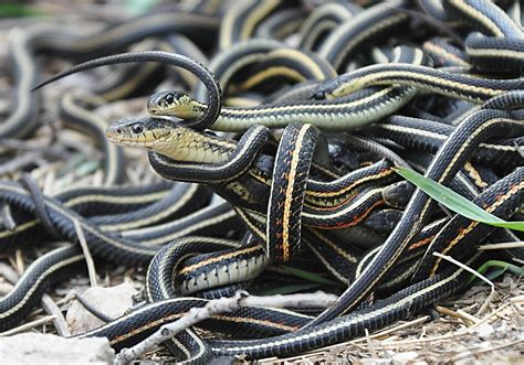 mating_ball_of_garter_snakes (Enrichment)