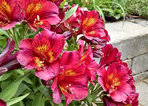 Corki Combo: Long Flowering Perennials Ireland / 25 Best Flowering ...