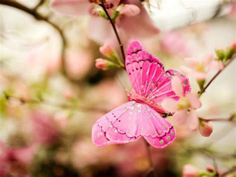 🔥 Download Pink Butterfly Background by @austino30 | Pink Butterfly Wallpapers Desktop, Pink and ...