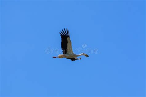 Flying Swan stock photo. Image of spread, flight, fowl - 2142280