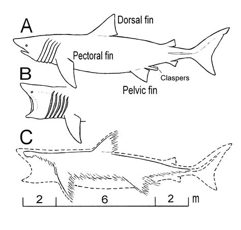 The Mystery of the Stronsay Beast | Sea monsters, Basking shark, Loch ness monster