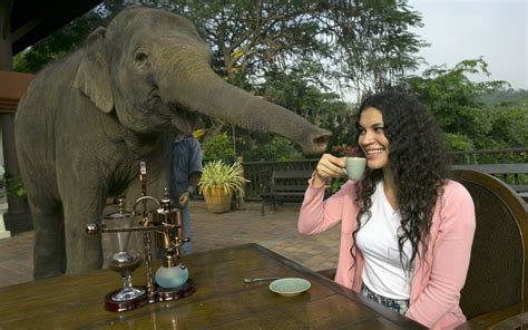 Would you pay US $1,100 for a kilogram of elephant dung coffee? | Thai ...