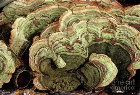 Many-coloured Polypore Fungi Photograph by John Wright/science Photo ...