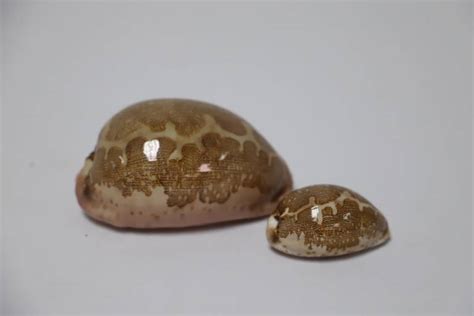 Cowrie Shells