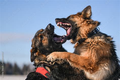 Agressive dogs. Dog attack. Dog fight. German shepherd Stock Photo | Adobe Stock