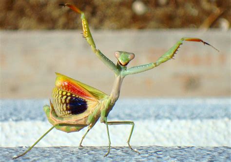 Biologists Surprised by Acrobatic Skills of Juvenile Praying Mantises | Sci.News