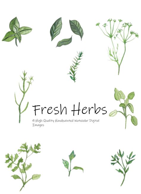 Herbs-watercolor Clip Art-painted Images-digital Png's-instant Download ...