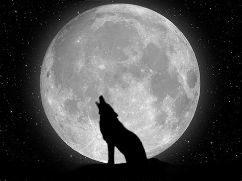 Black Wolf Moon #6976630